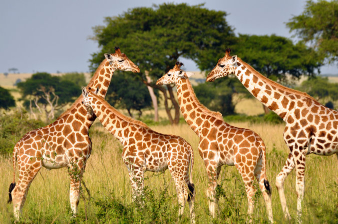 Our Understanding of Giraffes Does Not Measure Up