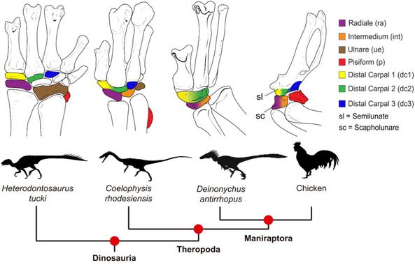 Descifran cómo los brazos de los dinosaurios se convirtieron en alas de pájaros