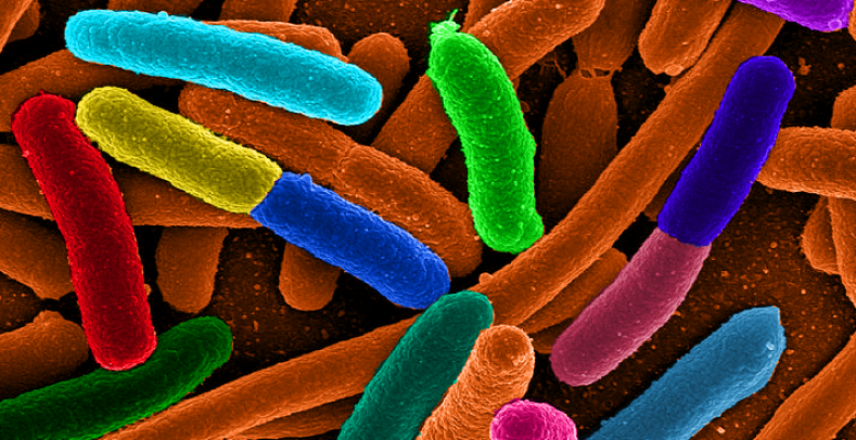 Descubren por qué las bacterias son casi indestructibles