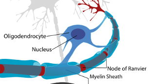 Myelin’s Role in Motor Learning