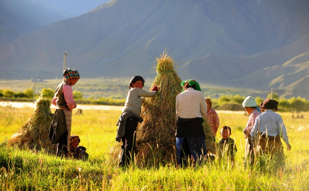 Barley fuelled farmers’ spread onto Tibetan plateau