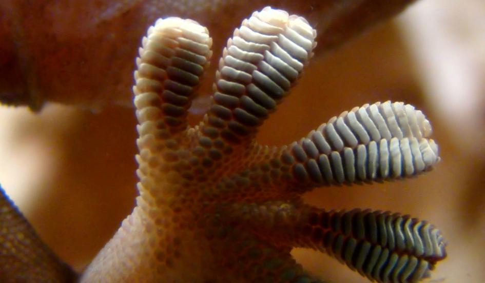 Gecko Gloves Let Scientist Climb Sheer Glass Walls