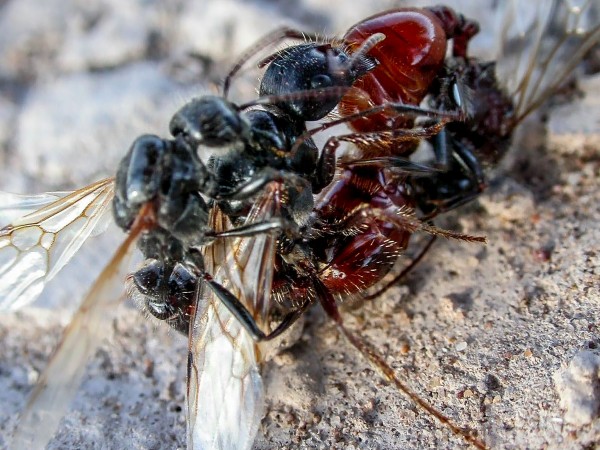 Why female ants battle for foreign sperm