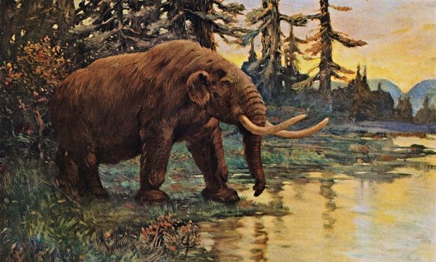 Climate change drove mastodons to the brink, humans pushed them over