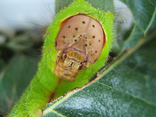 La mayoría de los insectos herbívoros se especializa en un único vegetal