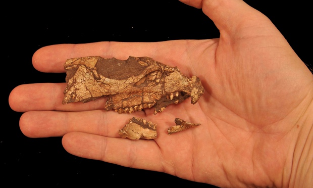 Skull of oldest horned dinosaur in North America found