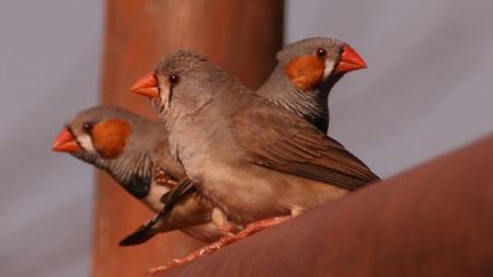 Buzzed birds slur their songs, researchers find