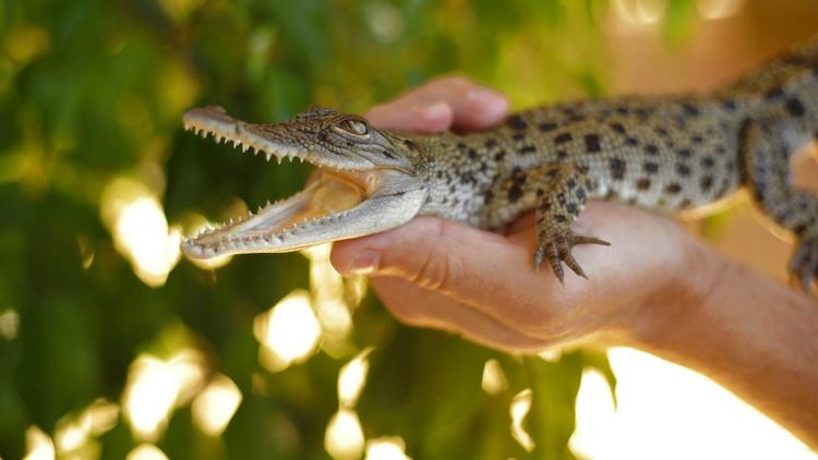 When it comes to DNA, crocodiles and birds flock together