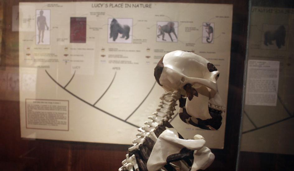 Lucy’s 40th ‘Birthday’: Looking Back On The Impact of The Australopithecus