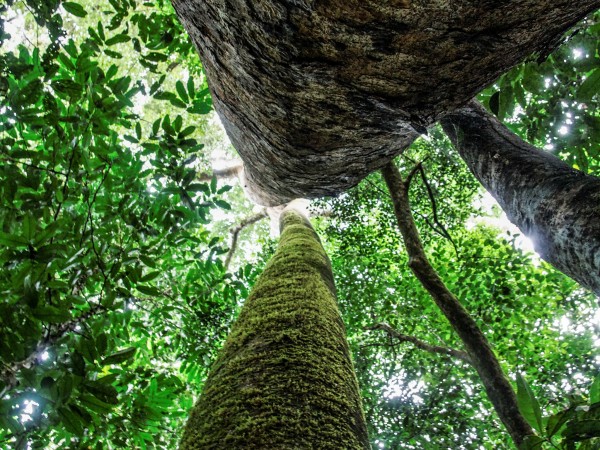 Tropical forests may not combat climate change