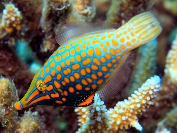 Filefish uses ‘smell camouflage’ to hide from predators