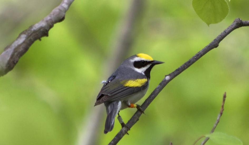 Songbirds Avoid Storms by Hearing Them, Hundreds of Miles Away