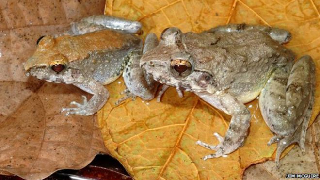 El misterio de la rana que da a luz a renacuajos sin poner huevos