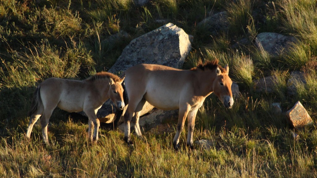 Saving the World’s Only True Wild Horses