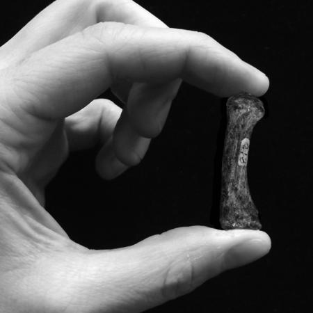 Tool making arose earlier among human ancestors