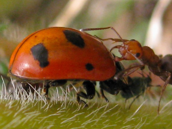 An ant, a plant, and a bear, oh my