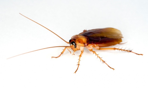 Even cockroaches have different personalities, scientists find