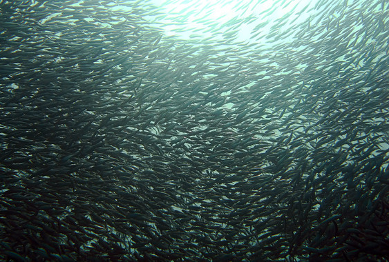 Las sardinas se mudan al norte por el calentamiento de los océanos