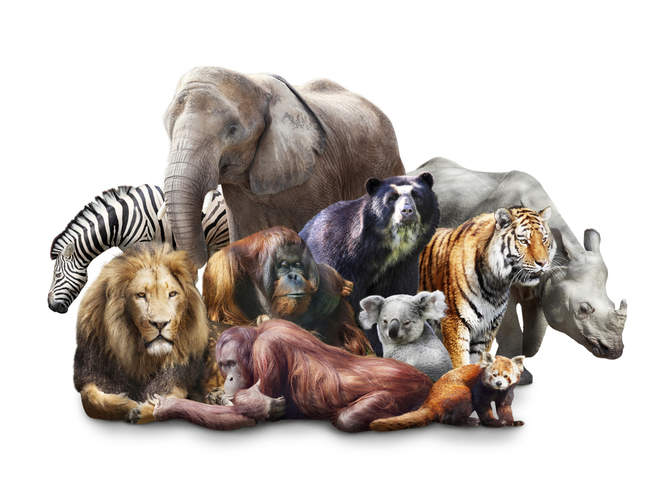 We’re all mammals – so why do we look so different?