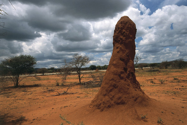 Termites: Guardians of the Soil