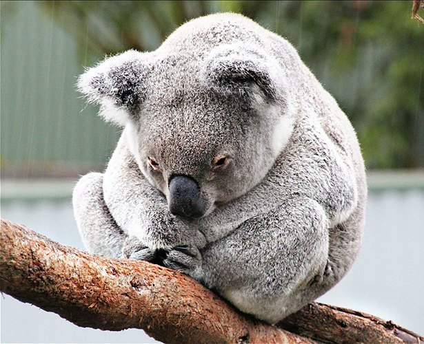 Killer Epidemic Is Invading Koala DNA