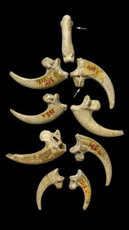 Neanderthals wore jewelry made of eagle talons, study finds