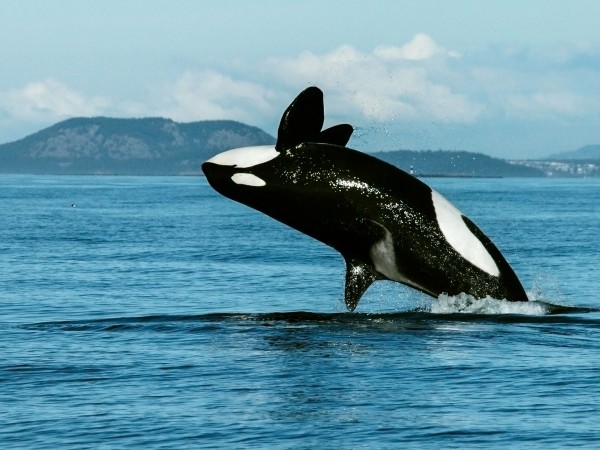 Menopausal killer whales are family leaders