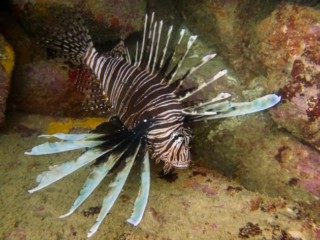 Invasive lionfish discovered in Brazil