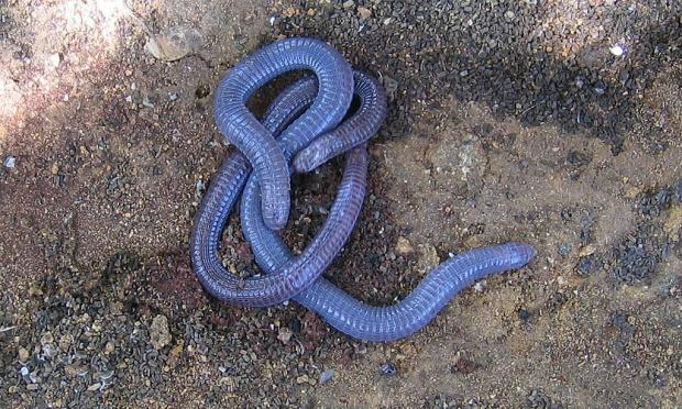 Worm Lizards Floated Their Way Around the World