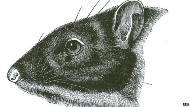 Caribbean super-rat history extracted from DNA