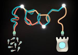 Hesteetako bakterioek serotonina sortzen laguntzen dute