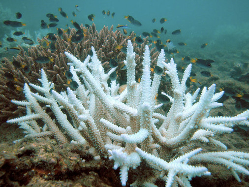 La acidificación de los océanos causó la mayor extinción en la Tierra