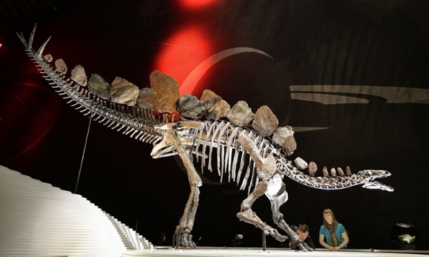 Stegosaurus back plates differed between genders, new study reveals