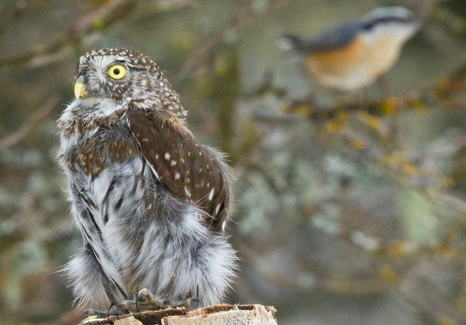 When Birds Squawk, Other Species Seem to Listen