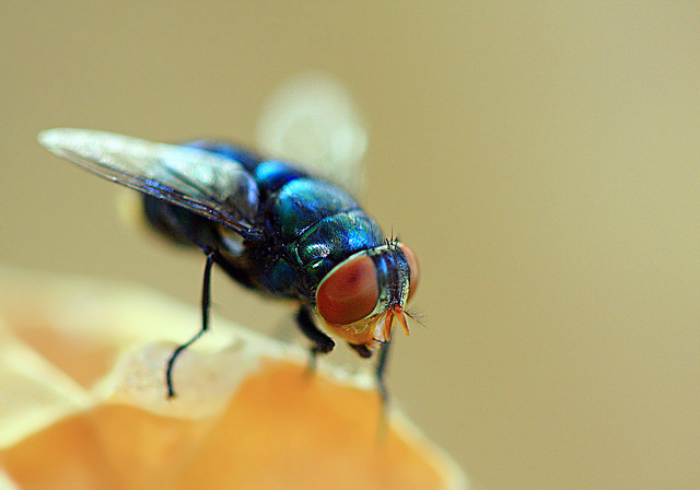 Did That Fruit Fly You Just Killed Feel Something Like Fear?