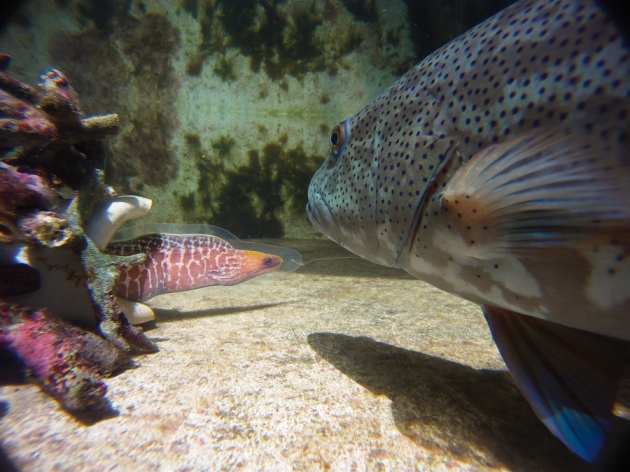 Animal behaviour: Inside the cunning, caring and greedy minds of fish