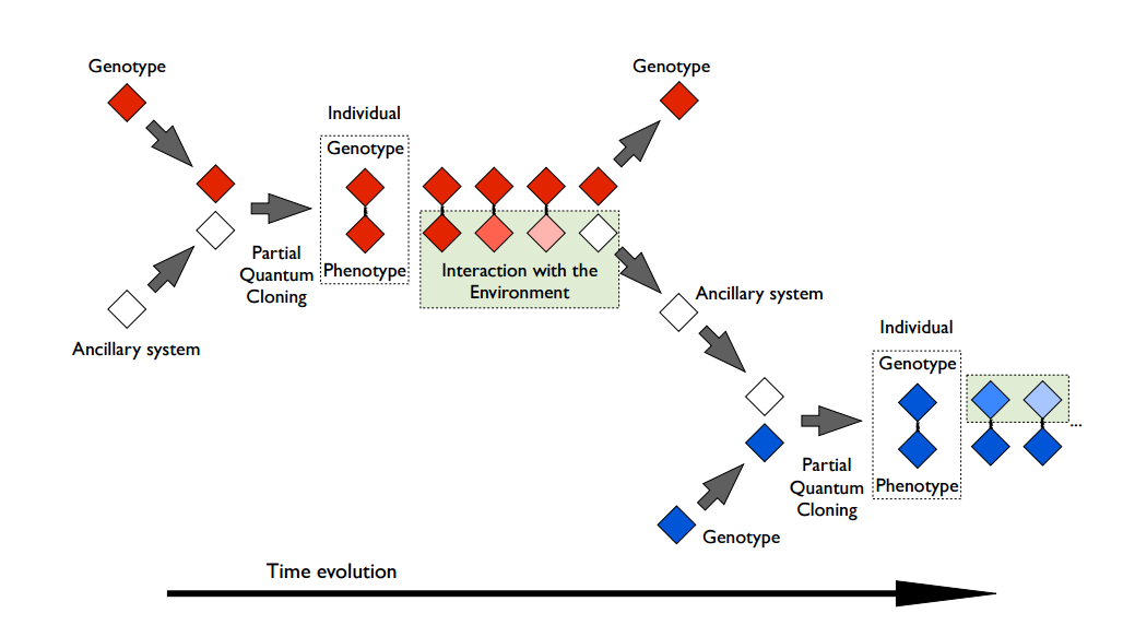 Quantum Life Spreads Entanglement Across Generations