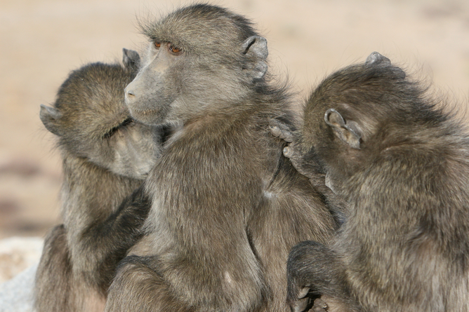 Here’s what baboons can teach us about social media