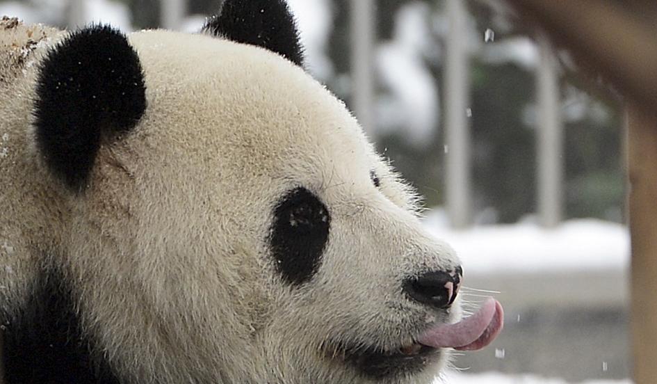 Why Pandas Eat So Much Bamboo: They Can Bear-ly Digest It