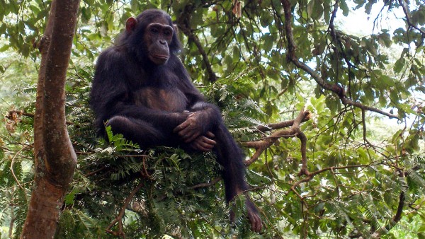 Some chimpanzees infected with AIDS virus may harbor protective, humanlike gene