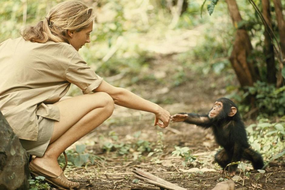 Jane Goodall: “Es arrogante pensar que somos diferentes de los chimpancés”