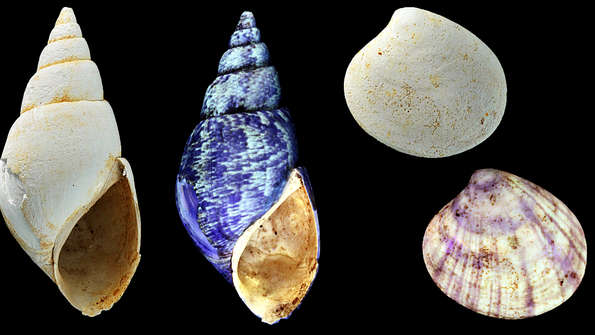 Reviving ancient shells’ colours