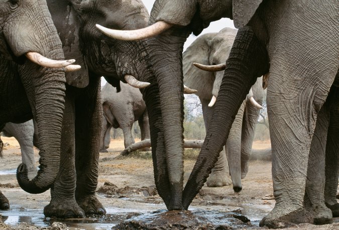 DNA May Help Track Ivory Poachers