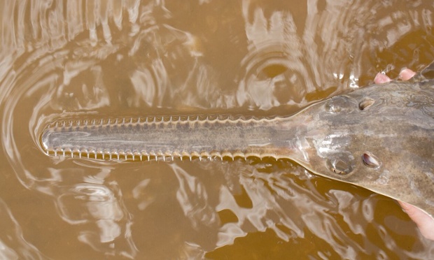 Sawfish escape extinction through ‘virgin births’, scientists discover