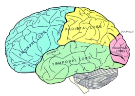 Can Your Brain Really Be «Full»?