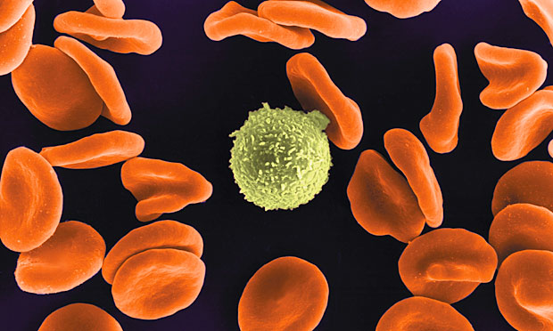 Scientists film death of white blood cell for first time and discover alert system