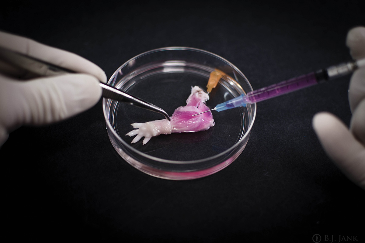 World’s first biolimb: Rat forelimb grown in the lab