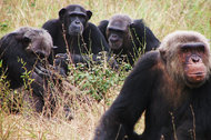 Chimpanzees Would Cook if Given the Chance, Research Says