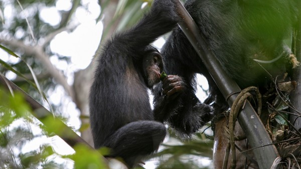 Chimps caught drinking after hours