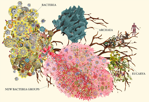 At Tiny Scales, a Giant Burst on Tree of Life